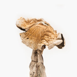 Buy Amazonian Magic Mushroom
