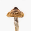 B+ magic mushroom