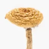 Buy Burmese Dream Mushroom